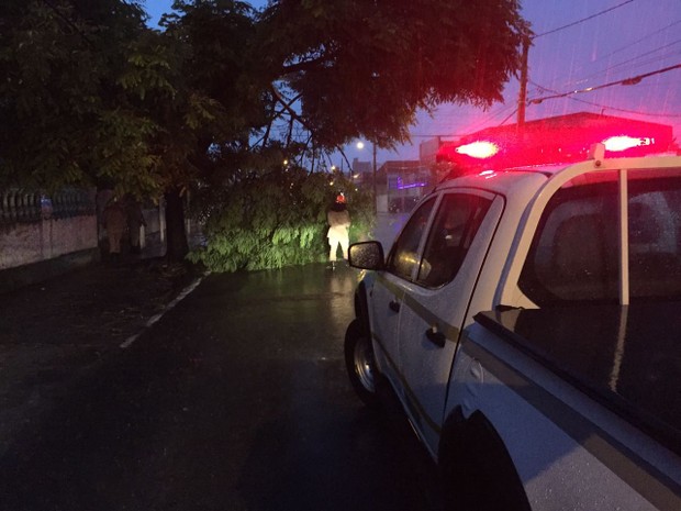 Em João Pessoa chuva forte derruba árvore