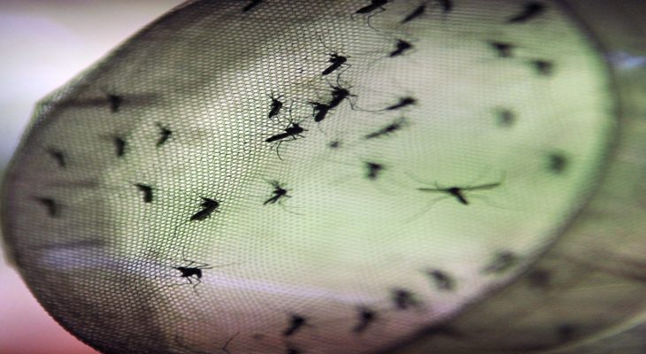Casos de dengue no Brasil aumentam 149% em janeiro deste ano