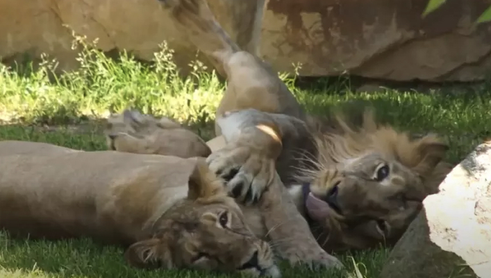 gorila e leao Gorila perde apetite e leões passam a tossir após pegarem Covid-19 em zoológico