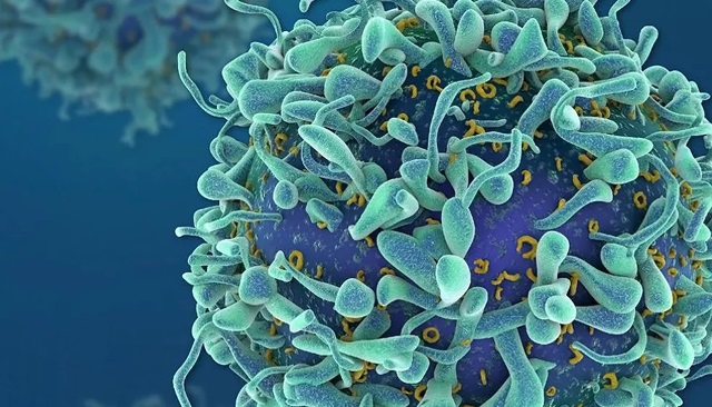 vir biotech coronavirus rep Cepa britânica pode ser mais letal que vírus original, afirmam cientistas