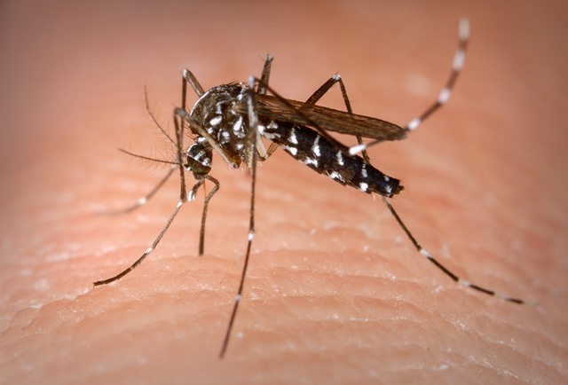 66283 RN tem 77 casos de dengue em 2021
