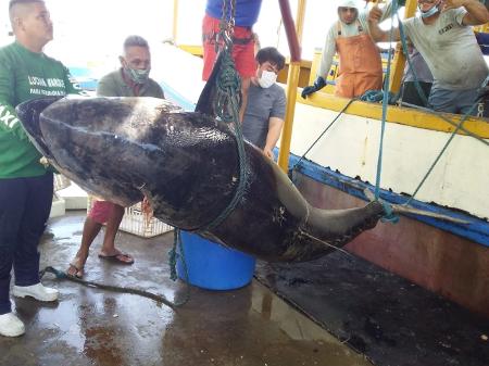 atum nova Pescadores de Areia Branca (RN) fisgam atum de R$ 140 mil, mas não embolsam quantia