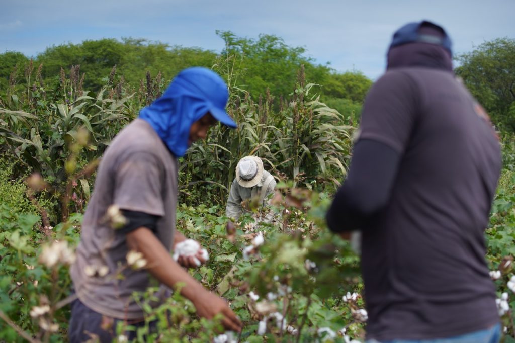 GuamarÃ© (RN) estima colher 34 toneladas de algodÃ£o agroecolÃ³gico