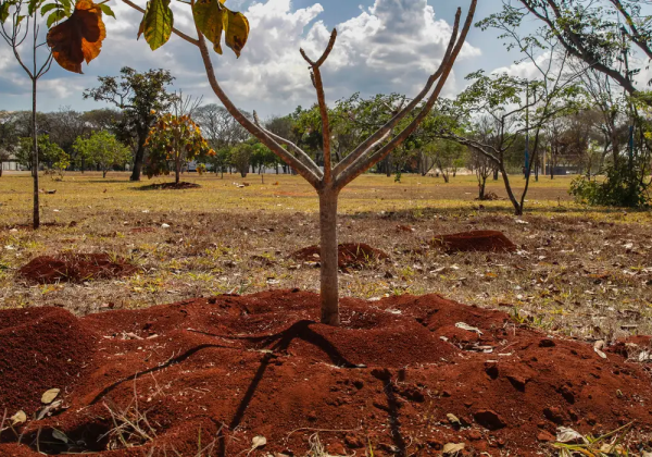 Brasil perdeu 16% de vegetação herbácea e arbustiva em 38 anos