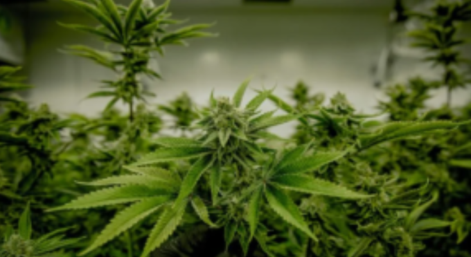 60% apoiam liberação da maconha medicinal