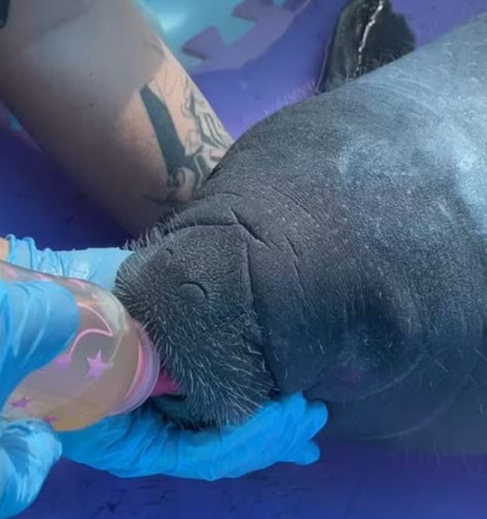 Filhote de peixe-boi Ã© resgatado apÃ³s encalhar em praia na Grande Natal