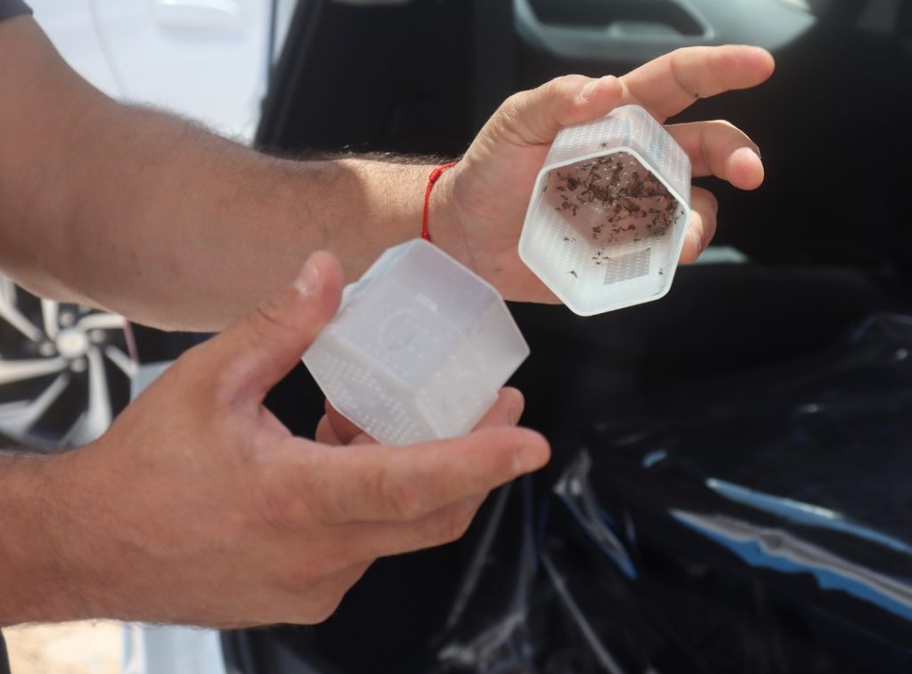 Natal dá passo ousado contra dengue, Zika e chikungunya com âmosquito que não transmite doençaâ