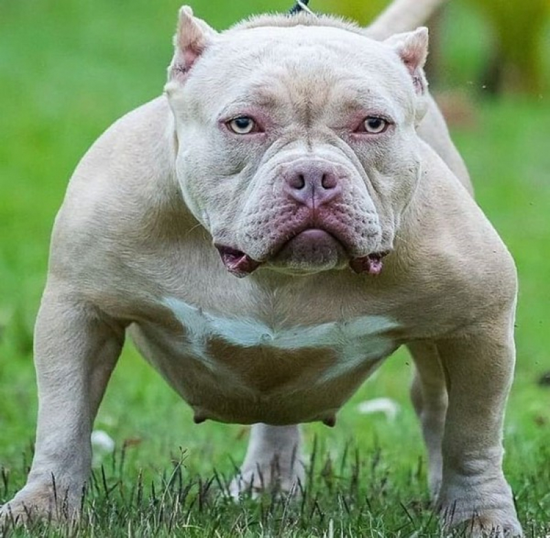 Quem tiver Pitbull passe longe de mim