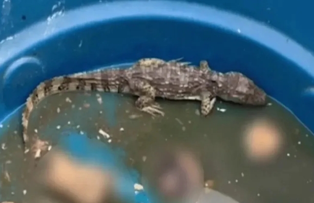 No Rio, Comando Vermelho coloca jacarÃ© para torturar e engolir corpos de rivais